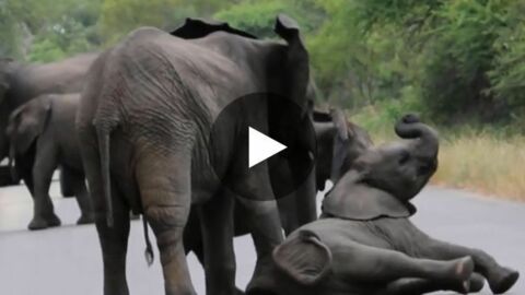 Ein vollkommen erschöpftes Elefantenjunges wird von seiner Herde gerettet.