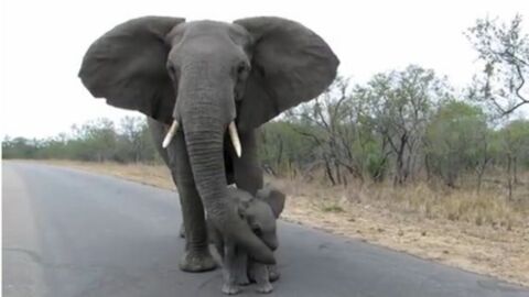 Mama Elefant sieht den Umgang ihres Babys nicht gern!
