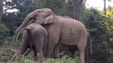 Elefanten-Mama findet ihr Baby wieder, das ihr weggenommen wurde.