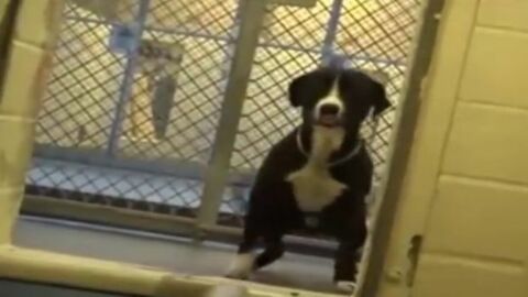 Die Reaktion dieses Hundes, als er begreift, dass er nun adoptiert wurde, ist herzbewegend!