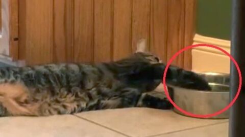 Die wohl faulste Katze der Welt: nicht einmal zum Trinken steht sie auf!