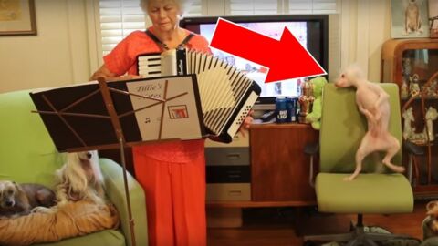 Sobald dieser Hund sein Frauchen Polka spielen hört, fängt er an zu tanzen