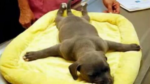 Dieser gelähmte und verlassene Hund wurde von großherzigen Menschen gerettet. Eine bewegende Geschichte!