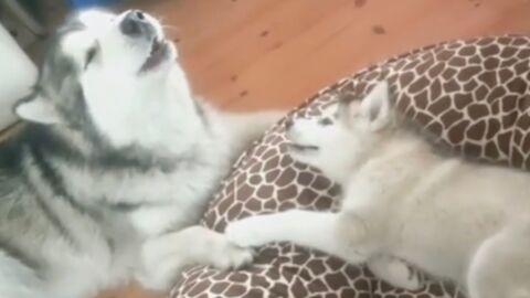 Der Hundepapa lernt seinem Kleinen heute etwas ganz Besonderes!