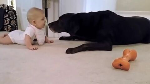 Dieses kleine Mädchen krabbelt zu ihrem Hund. Dieser beschließt, sie dafür zu belohnen