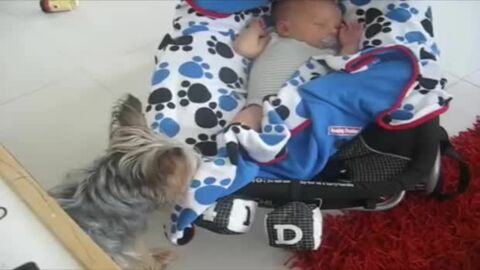 Dieser Hund liebt das Neugeborenen der Familie. Er stellt sicher, dass es ihm an nichts fehlt.