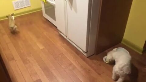 Dieser adoptierte Hund will nicht mehr allein essen.