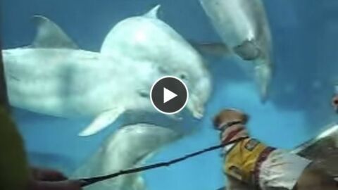 Diese Delfine sehen zum ersten Mal einen Hund und reagieren völlig unerwartet.
