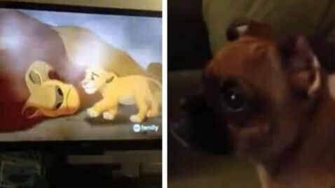 Der Film "Der König der Löwen" hat diesen Hund zu Tränen gerührt. Eine niedliche Szene.