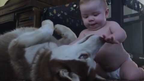 Ein Hund und ein Baby spielen zusammen