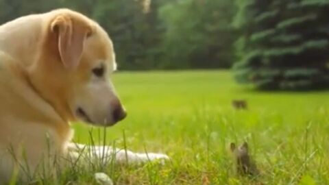 Ein Hund und ein winziges Kaninchen schließen Bekanntschaft und werden schnell beste Freunde