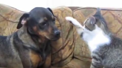 Ein Hund und eine Katze machen sich eine Couch streitig... Wer wohl gewinnt?