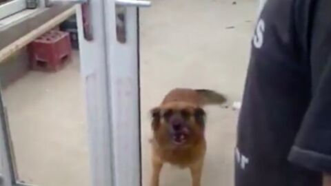 Der Hund wartet vor der Tür, doch seine Besitzer lachen ihn nur aus