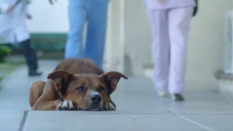 Ein Hund folgt seinem Herrchen bis zum Krankenhaus. Der Grund ist bewegend.