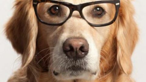 13 widerlegte falsche Vorstellungen über Tiere