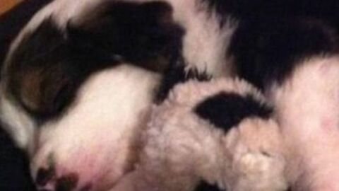 16 Hunde und Katzen, die mit einem Kuscheltier aufgewachsen sind...