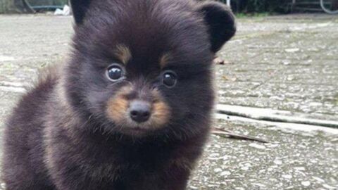 Die allersüßesten Hundewelpen zaubern dir ein Lächeln ins Gesicht!