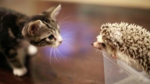 Erste Begegnung zwischen einem Kätzchen und einem Igel.