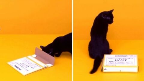 Eine Katze baut eine Papierbox zusammen
