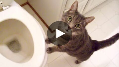 Diese Katze ist ein Fan von Toilettenspülungen.