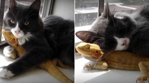 Eine ungewöhnliche Freundschaft zwischen einer Katze und einer Eidechse