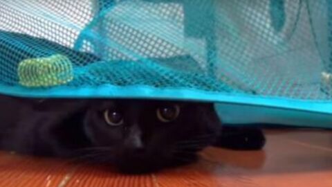 Besitzer filmt die geniale Reaktion seiner Katze auf einen Wäschekorb