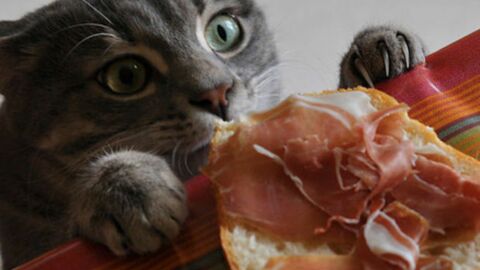Diese 20 Katzenfotos zeigen, was für außerordentliche Tiere Katzen doch sind!