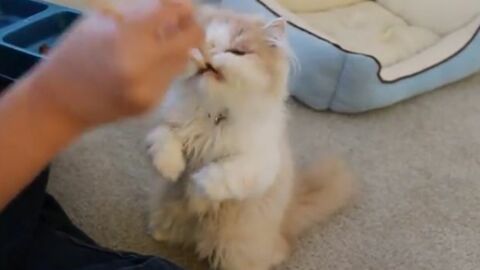 Diese japanische Katze wird mit Stäbchen gefüttert... und scheint das ganz normal zu finden