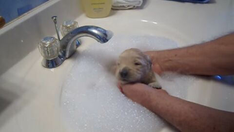Dieser Hund badet zum ersten Mal. Und er scheint es gern zu haben!