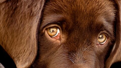 Labrador: Charakter und Erziehung des Hundes