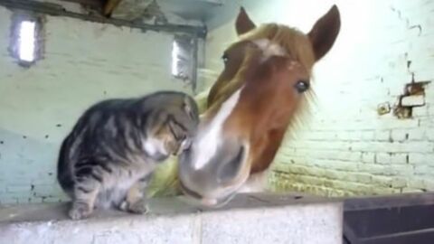 Diese Katze und dieses Pferd sind unzertrennlich. Eine ungewöhnliche Freundschaft.