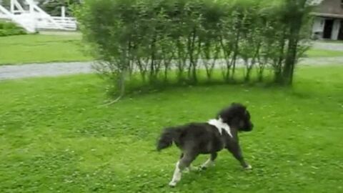 Dieses Mini-Pferd liebt es, um die Wette zu laufen