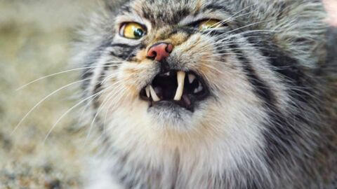 Der Manul oder die Pallaskatze, diese kleine Wildkatze Zentralasiens, ist ein außergewöhnliches Tier