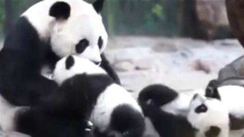 Erste Begegnung zwischen einer Pandamutter und ihrem Nachwuchs.