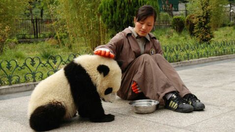 Diese Pandas wollen ihre Pflegerin nicht gehen lassen.