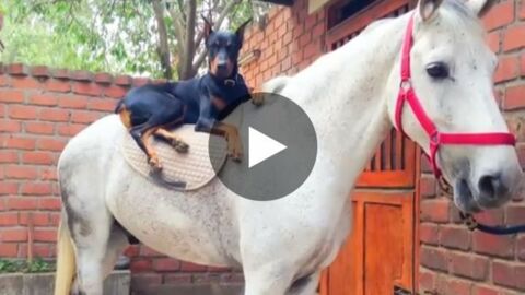 Die Geschichte einer unglaublichen Freundschaft zwischen einem Hund und einem Pferd.