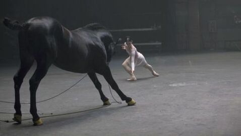Pferde sind wie Menschen. Der Beweis im Video.