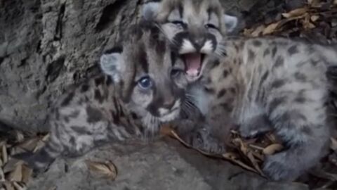 Die Baby-Pumas versuchen zu brüllen, aber dabei sind sie einfach nur zuckersüß