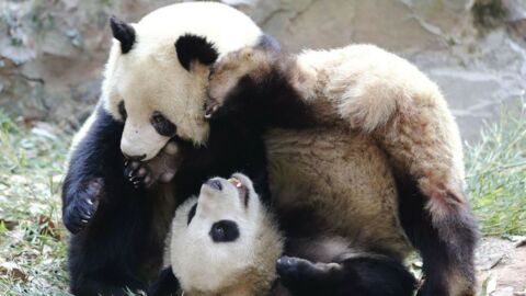 Diese zwei sich raufenden Pandas sind super süß!