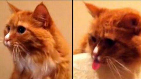 Diese Katze hat einen komischen Tick, als sie das Geräusch des Klebebandes hört. Sie kann einfach nicht anders.