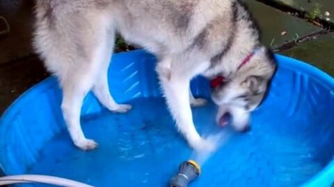 15 Tipps und Ratschläge um Deinen Hund glücklich zu machen