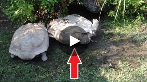 Die Schildkröte hätte in dieser Position sterben können, doch sie bekam unerwartet Hilfe.