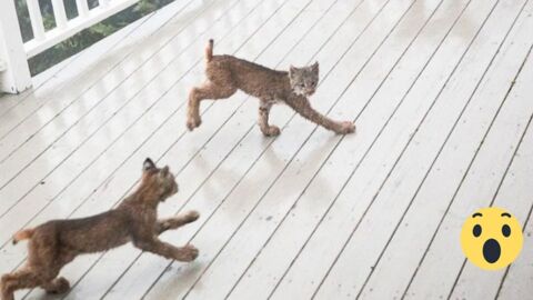 Ein Mann wird von 7 kleinen Luchsen auf seiner Terrasse geweckt. Doch das Beste kommt erst noch