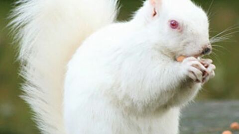 20 unglaubliche Tiere in völlig unerwarteten Farben