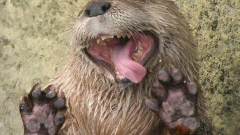 Diese 15 Tiere haben Spaß daran, die Scheibe abzulecken. Das bringt euch garantiert zum Schmunzeln