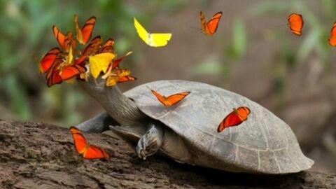 Wenn Schmetterlinge die Tränen von Schildkröten trinken