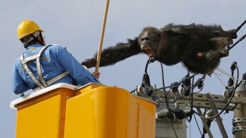 In Japan sorgte ein aus dem Zoo ausgebrochener Schimpanse für Aufregung