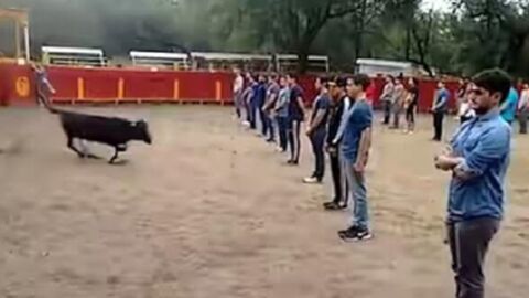 Junge Leute stellen sich mitten in die Arena. Dann rennt der Stier plötzlich los!