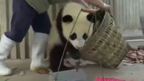 Das Gehege der Pandababys zu putzen, eine fast unmögliche Mission