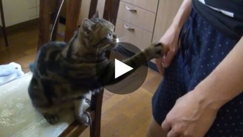 Diese Katze liebt Streicheleinheiten und zögert nicht, diese auch einzufordern.